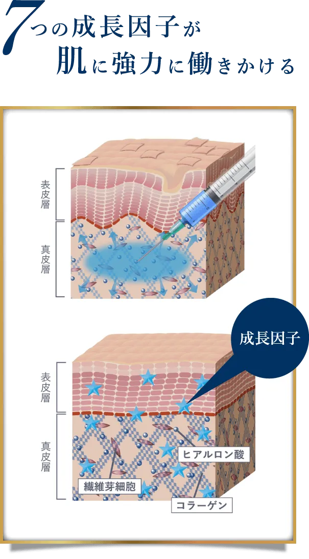 7つの成長因子が肌に強力に働きかける