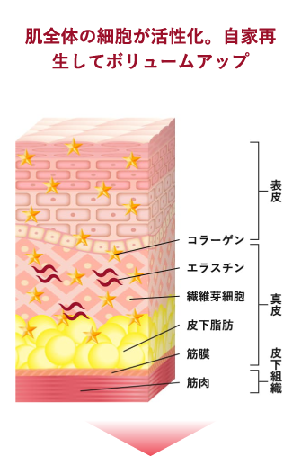 肌全体の細胞が活性化。自家再生してボリュームアップ